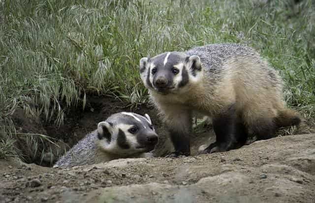 Are there Badgers in Portugal