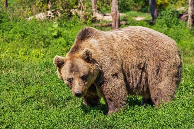 Are there Bears in Portugal