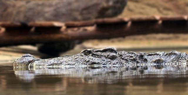 Are there Crocodiles in Portugal