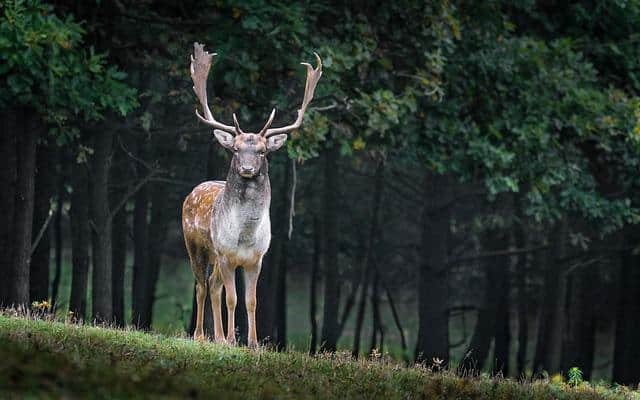 Are there Deer in Portugal