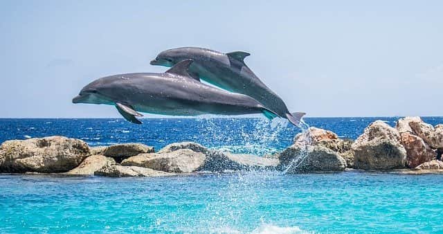 Are there Dolphins in Portugal