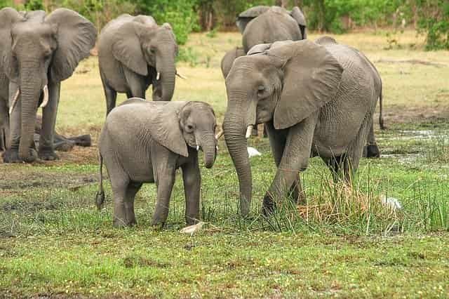 Are there Elephants in Portugal