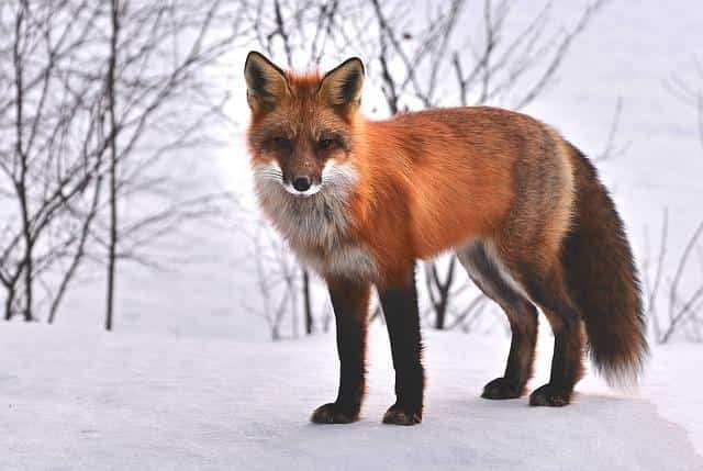 Are there Foxes in Portugal