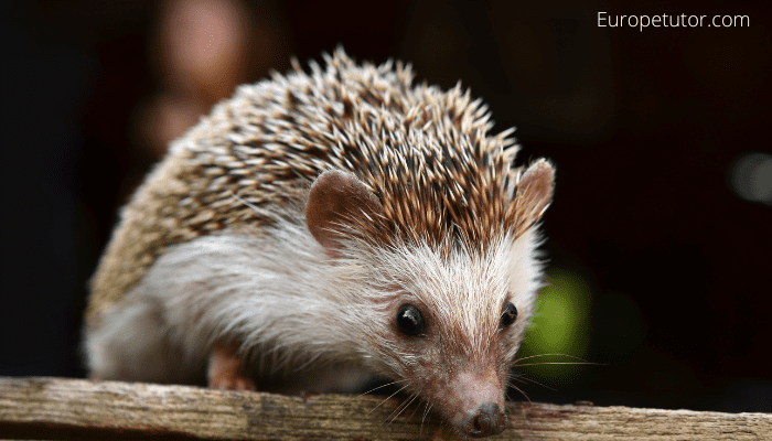 Are there Hedgehogs in Cyprus