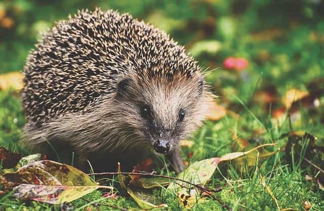 Are there Hedgehogs in Portugal