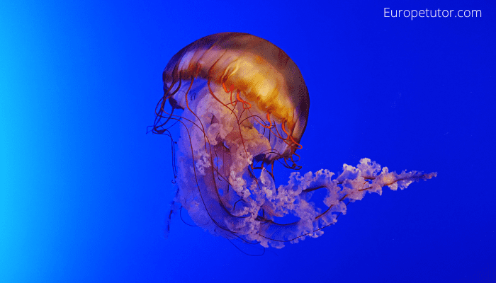 Are there Jellyfish in Cyprus