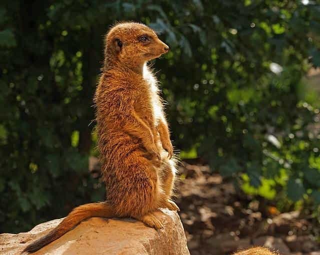 Are there Mongoose in Portugal