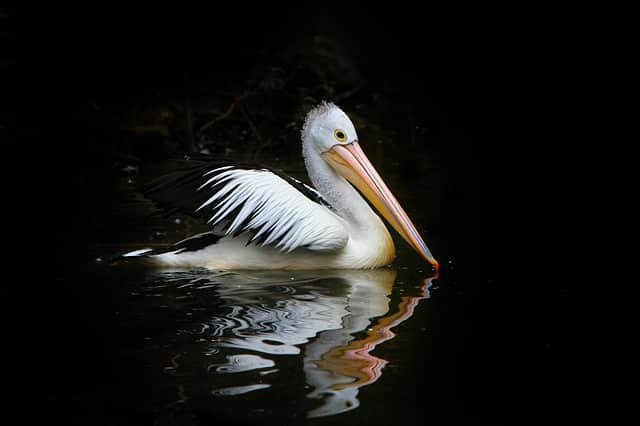 Are there Pelicans in Portugal