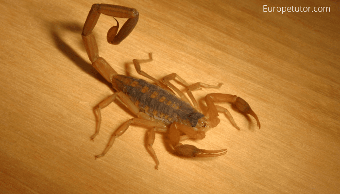 Are there Scorpions in Cyprus