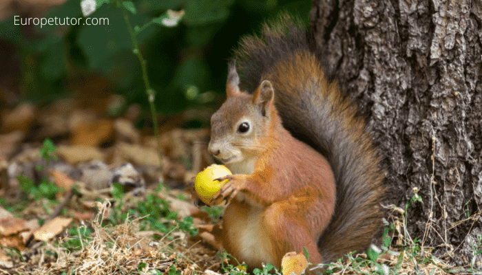 Are there Squirrels in Cyprus