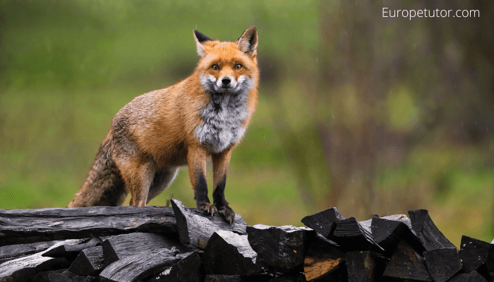 Are there foxes in Cyprus