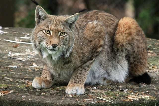 Are there wild cats or Lynx in Portugal