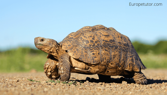 Are there wild tortoises in Cyprus