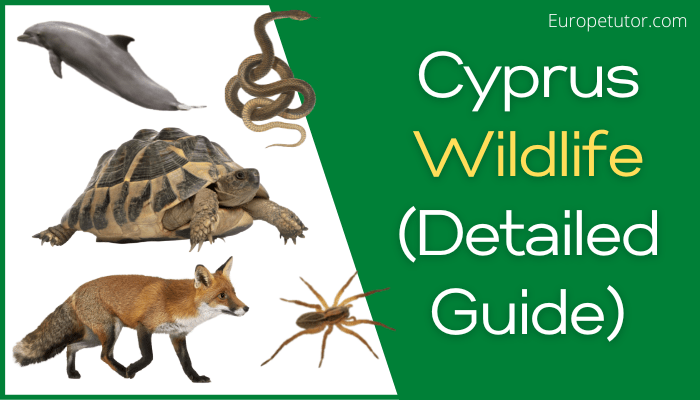 Cyprus Wildlife Detailed Guide