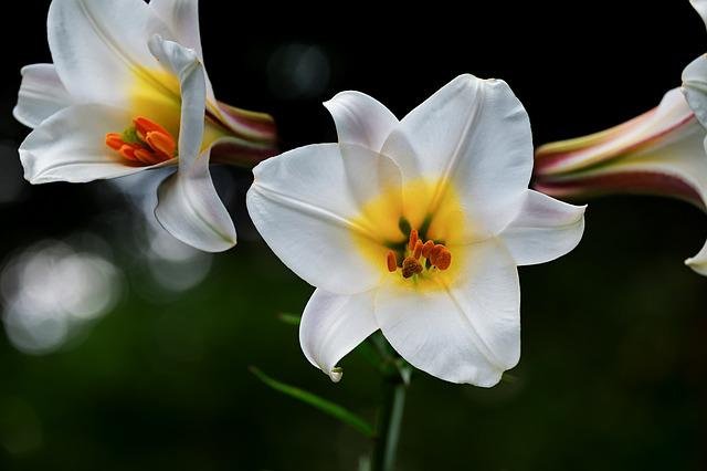 Don't give white Lilies as a gift