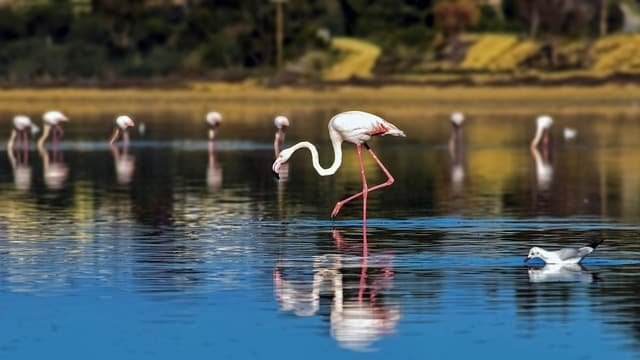 Flamingos in the Larnaca Salt Lake Cyprus