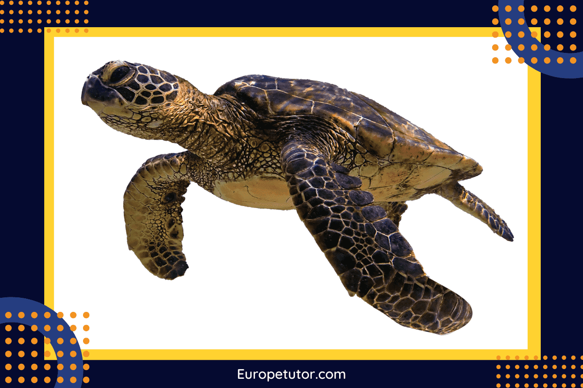 Loggerhead turtle (Caretta caretta)