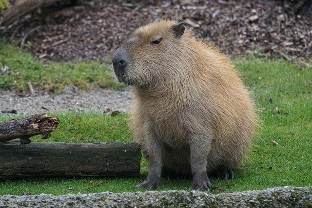 Are capybaras friendly to humans