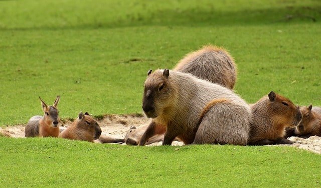 Capybara in Poland