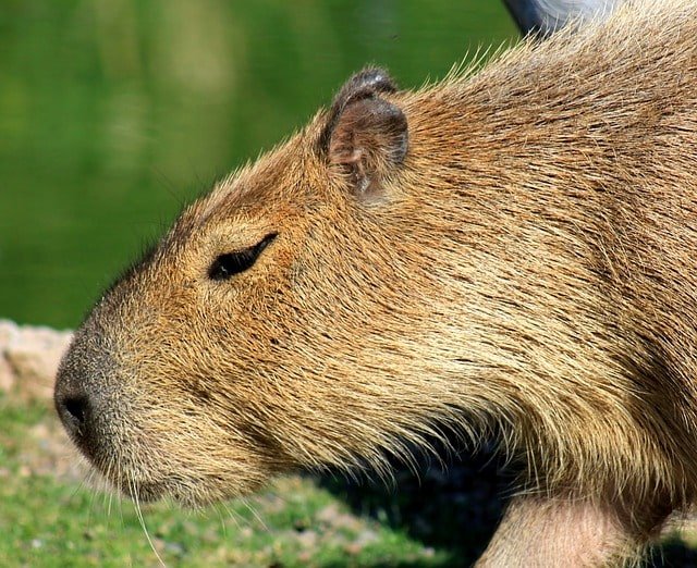 Do capybaras of Poland cry?