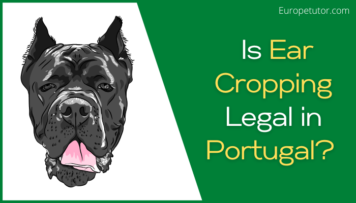 Is Ear Cropping Legal in Portugal