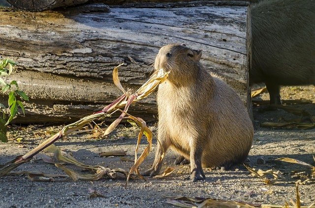 What does Capybara eat in Poland?