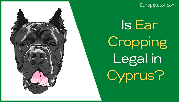 Is Ear Cropping Legal in Cyprus?